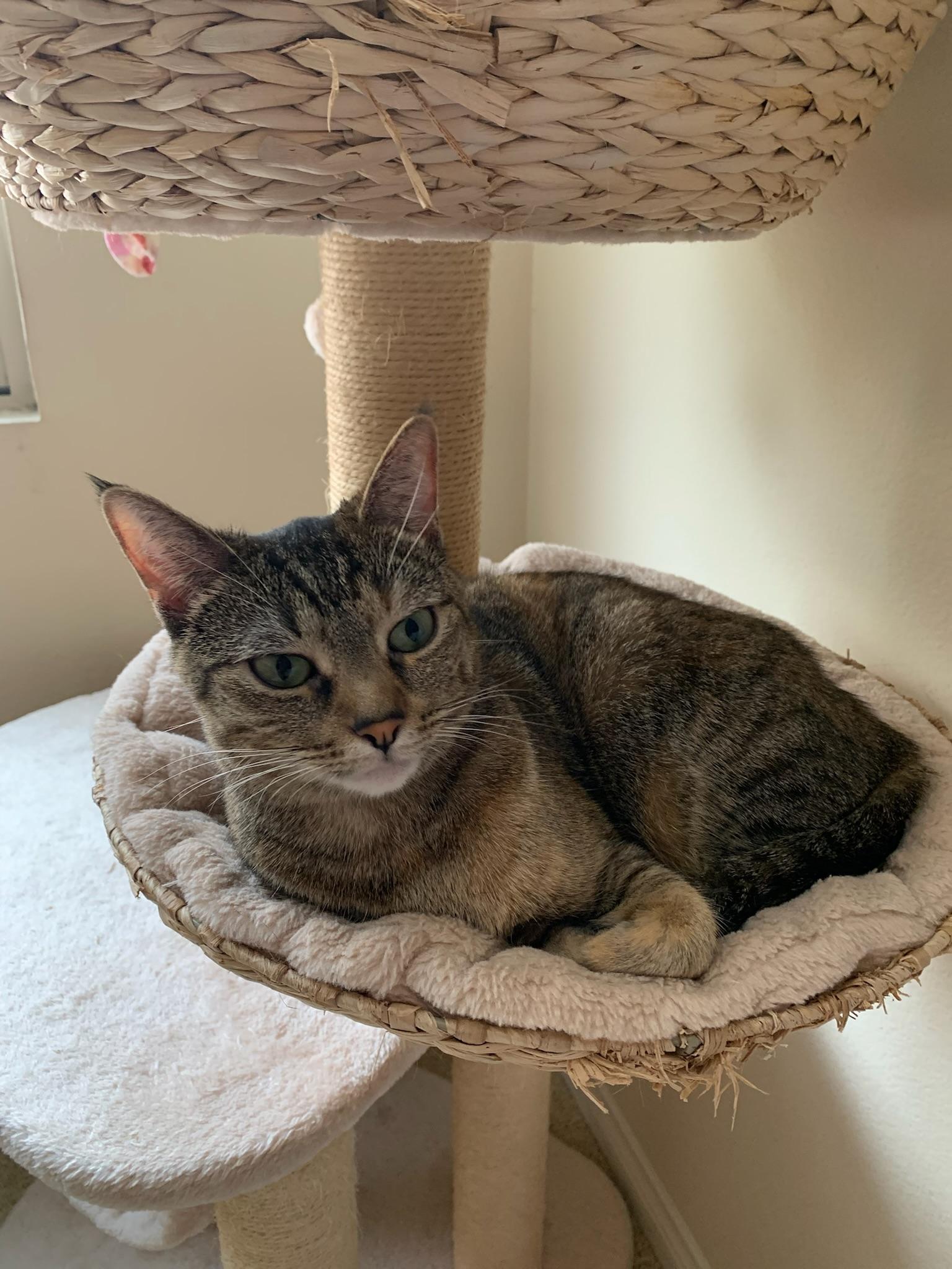 Olivia, an adoptable Abyssinian, Tortoiseshell in Laguna Beach, CA, 92651 | Photo Image 6