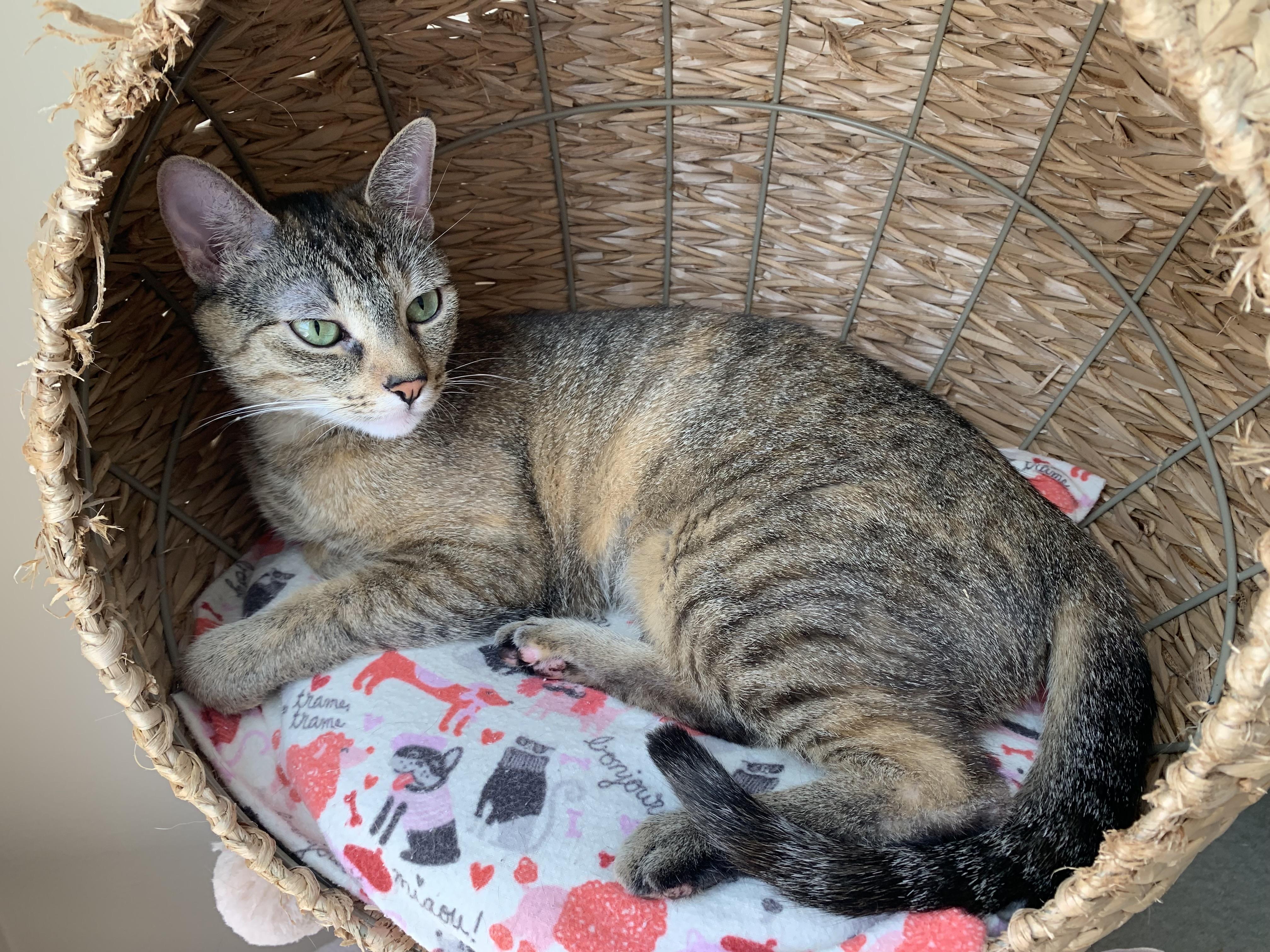 Olivia, Young Female Abyssinian