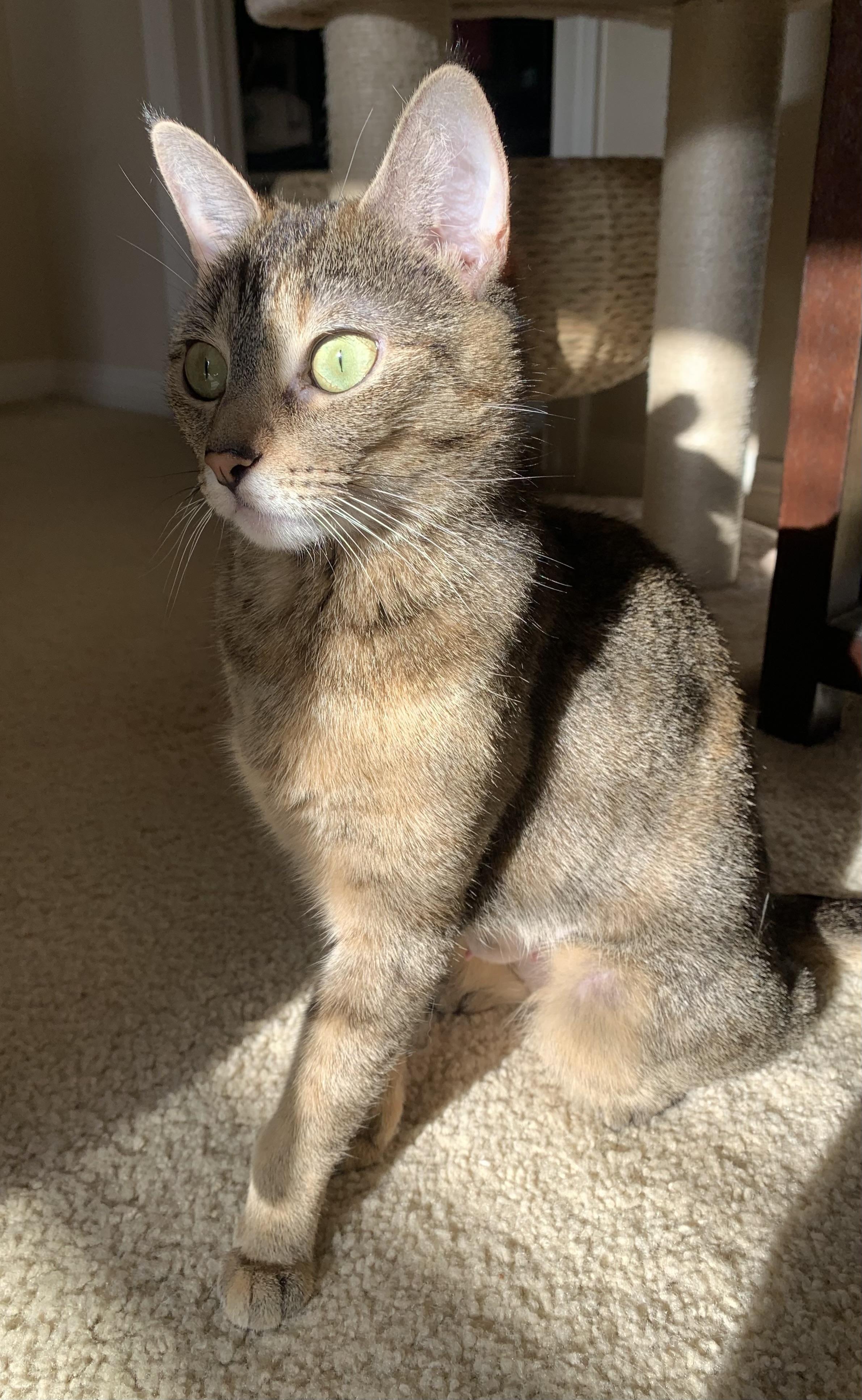 Olivia, a Adoptable mixed breed in Laguna Beach, CA image 4/6