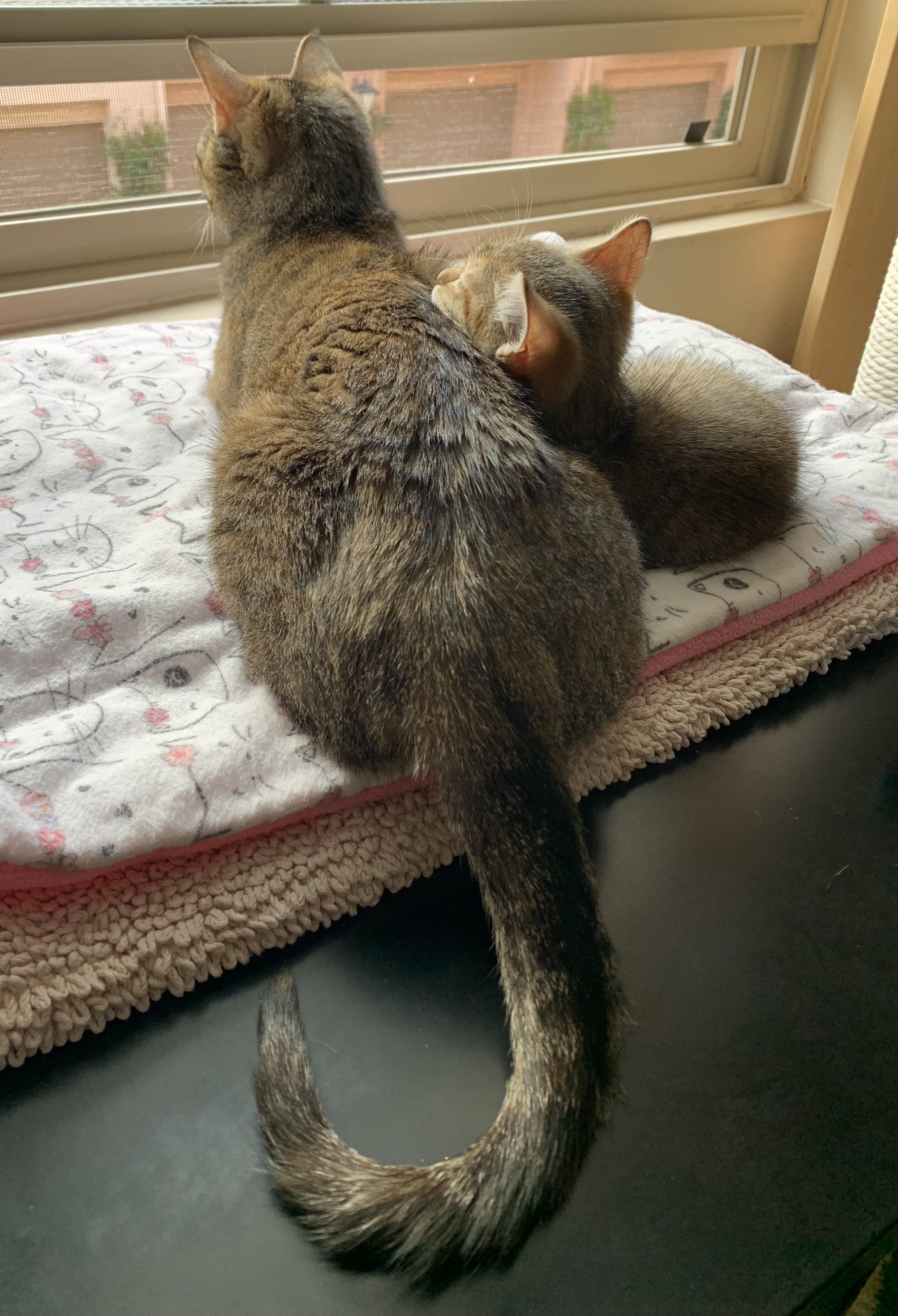 Olivia, a Adoptable mixed breed in Laguna Beach, CA image 3/6