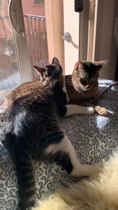 Enlarge Olivia, a Adoptable mixed breed in Laguna Beach, CA video 6/6