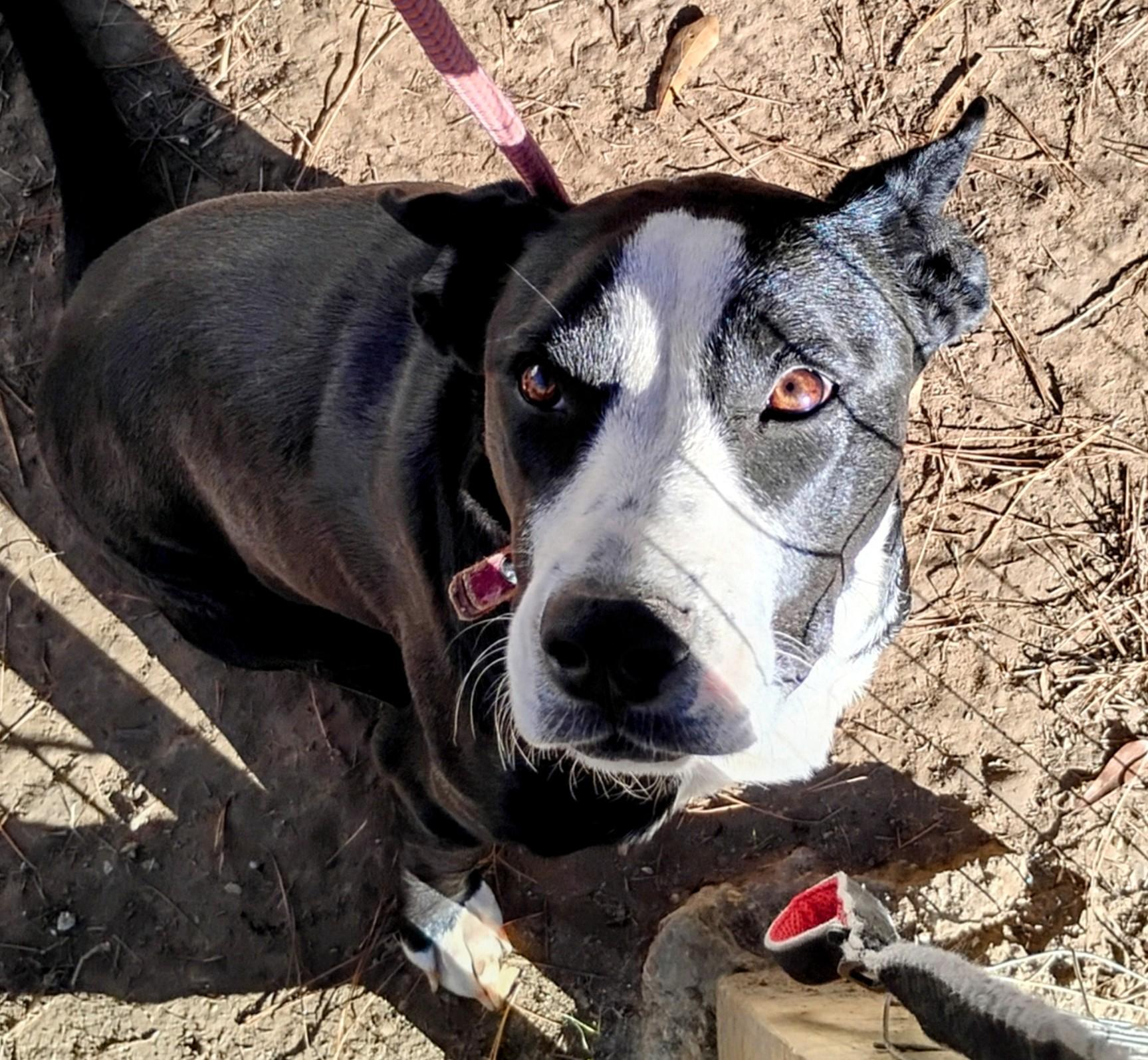 Enlarge Jelly, a Adoptable mixed breed in Carson, MS image 6/6