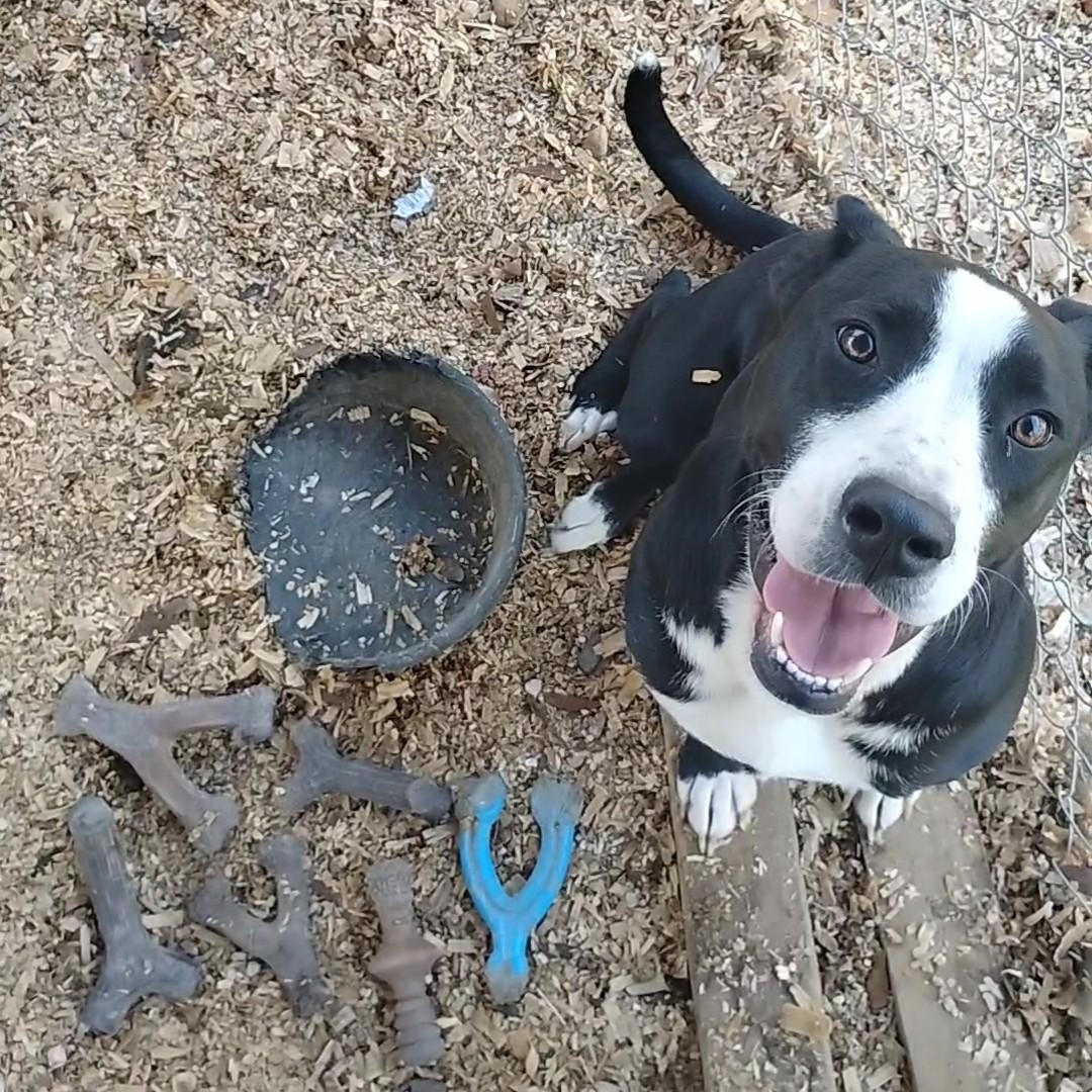 Enlarge Jelly, a Adoptable mixed breed in Carson, MS image 4/6