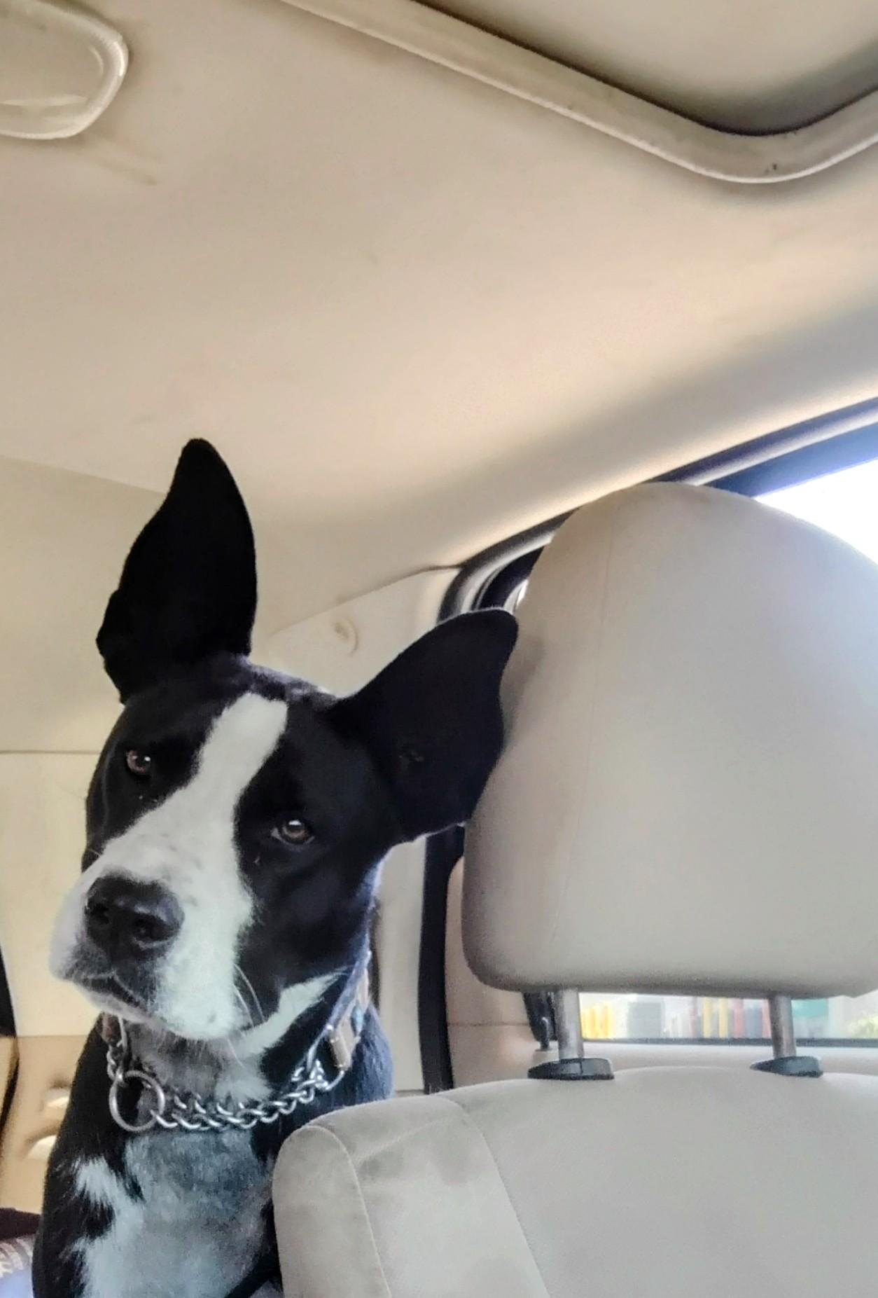 Enlarge Jelly, a Adoptable mixed breed in Carson, MS image 3/6