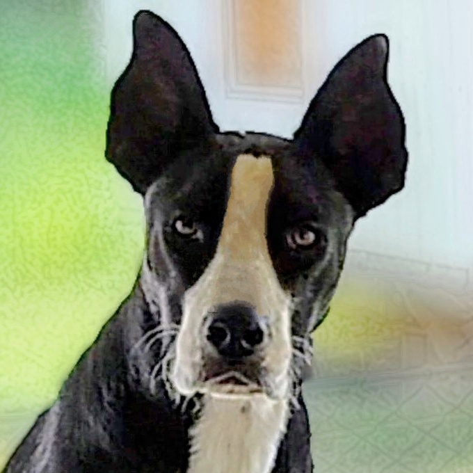 Jelly, Adoptable, Adult Female Belgian Shepherd / Malinois & Pit Bull Terrier.