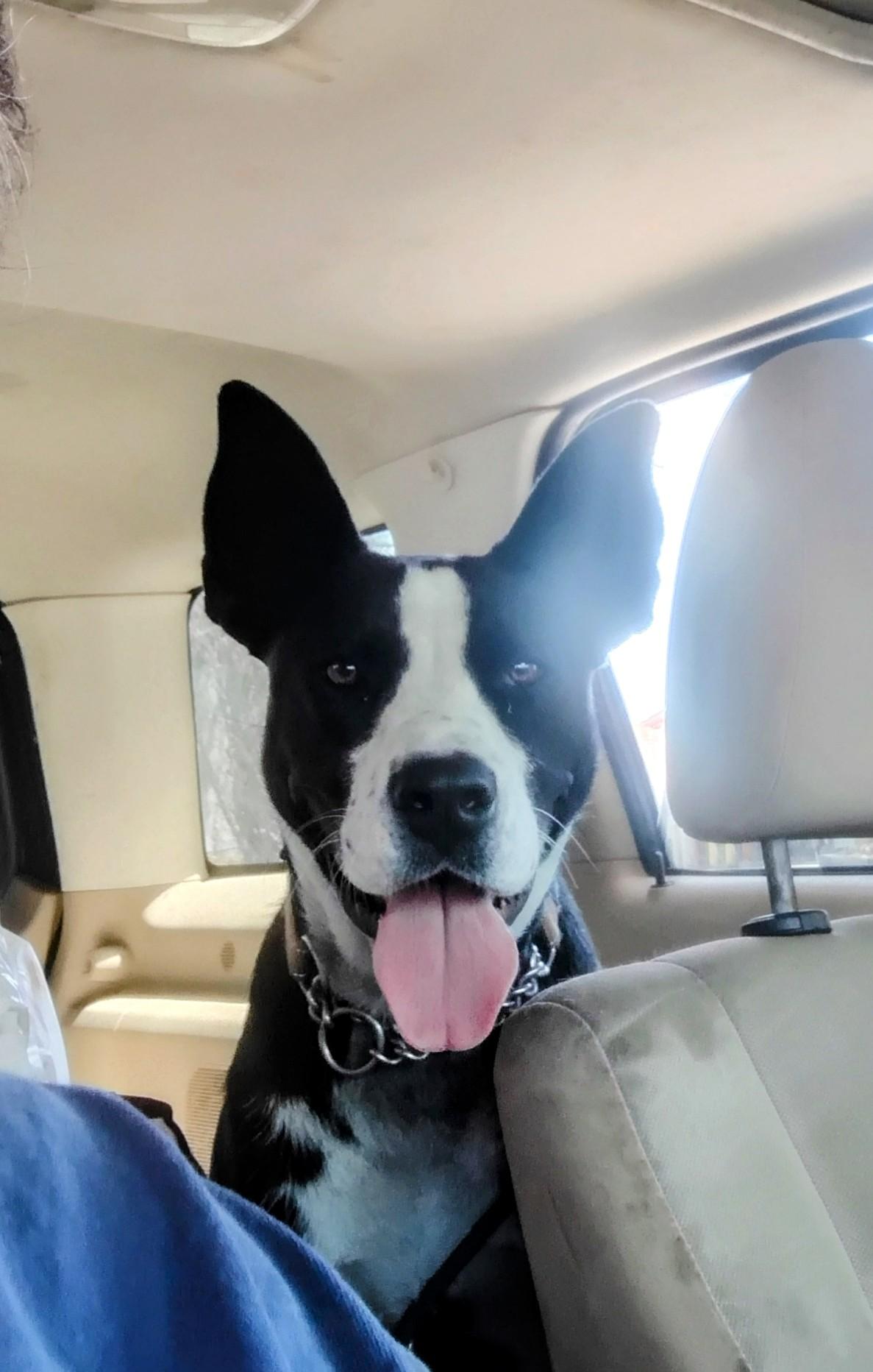 Enlarge Jelly, a Adoptable mixed breed in Carson, MS image 2/6