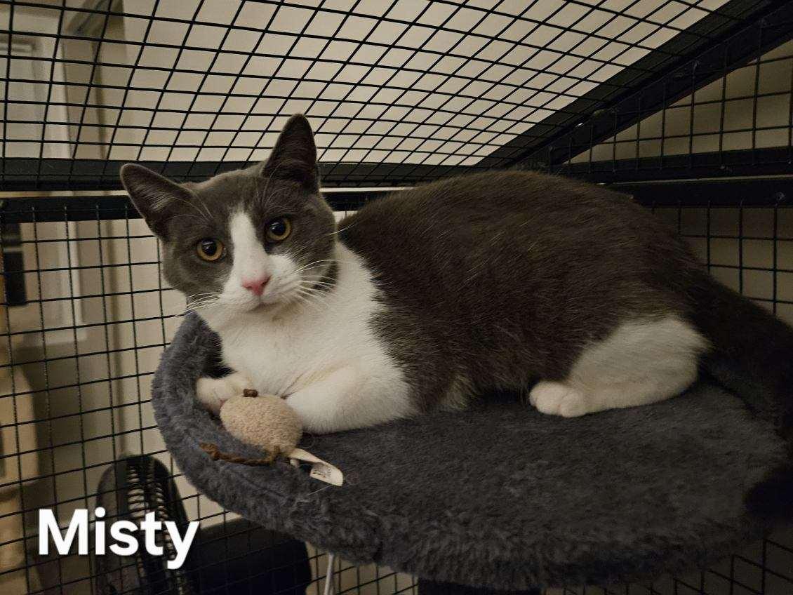 Enlarge Misty, a ADOPTABLE Domestic Short Hair in Avondale, PA image 3/5