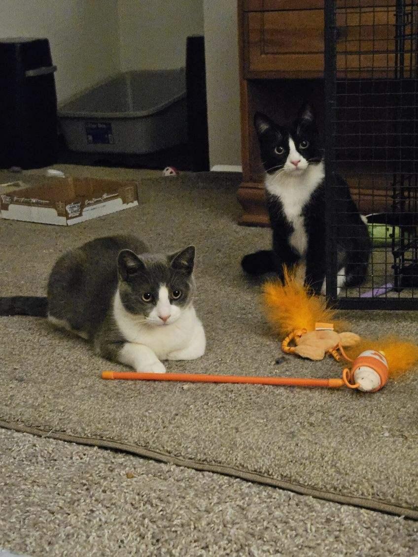 Enlarge Misty, a ADOPTABLE Domestic Short Hair in Avondale, PA image 5/5