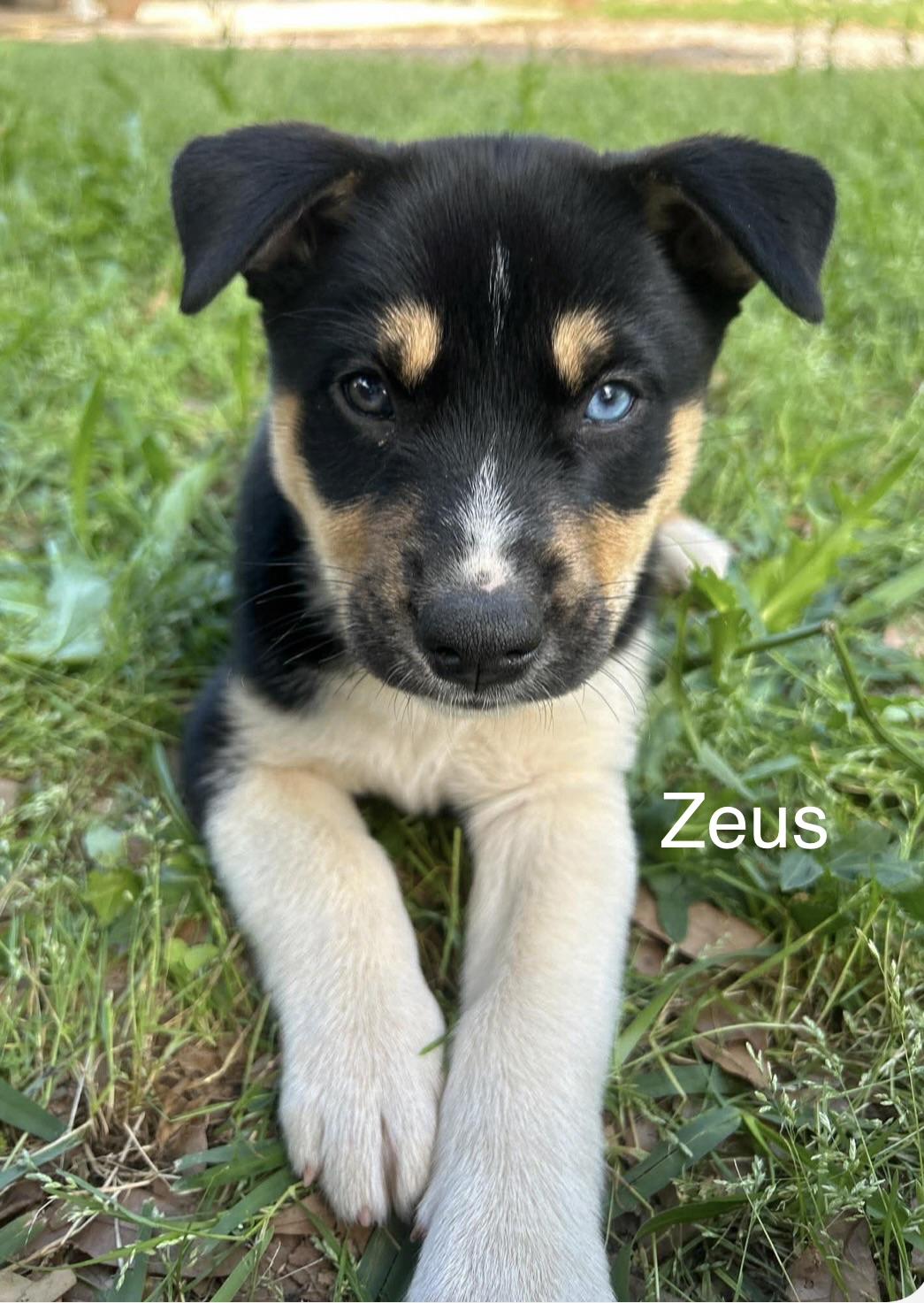 Zeus, adopted, Puppy Male Husky.