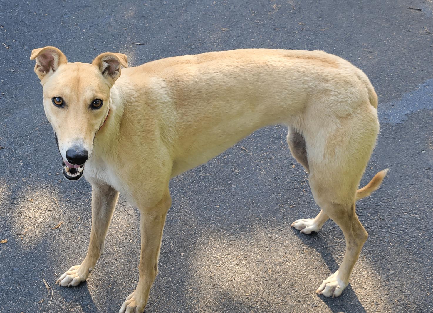 Enlarge Here For You - pending, a ADOPTABLE Greyhound in Allentown, PA image 2/3