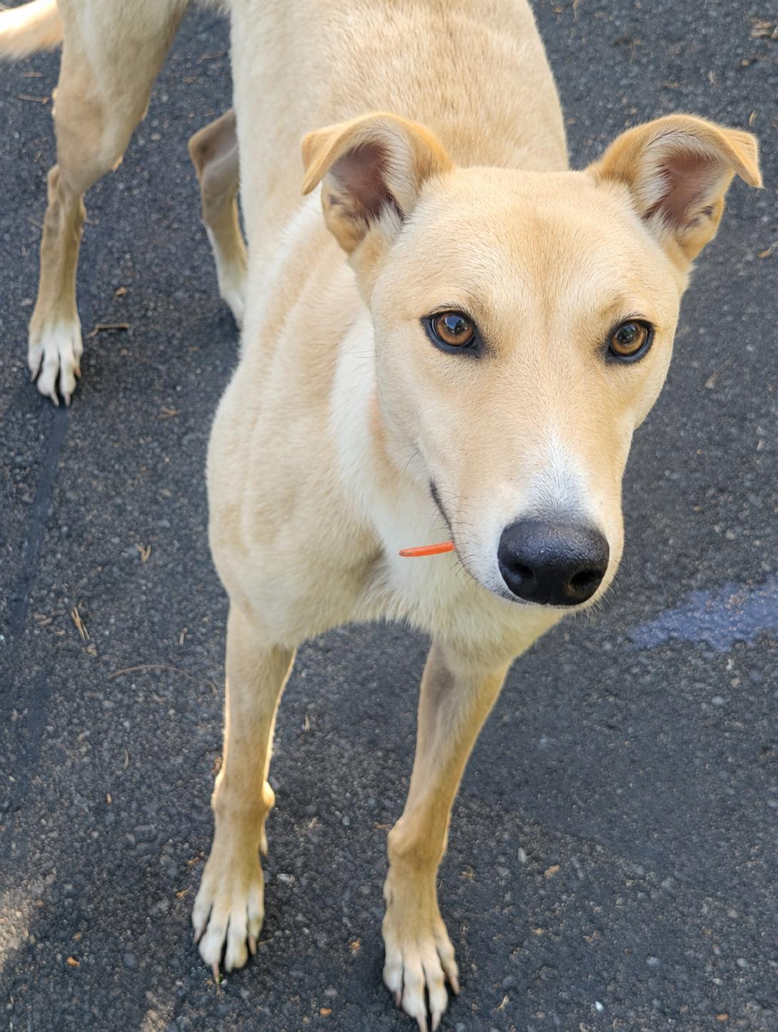 Here For You - pending, ADOPTABLE, Young Female Greyhound.