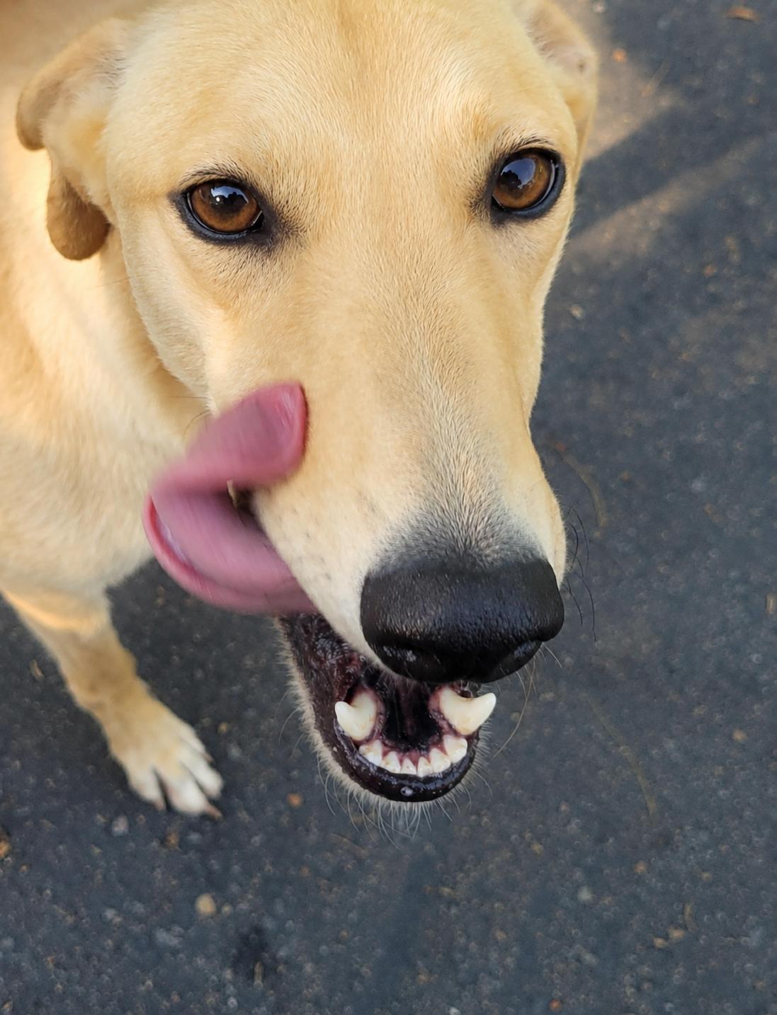 Enlarge Here For You - pending, a ADOPTABLE Greyhound in Allentown, PA image 3/3