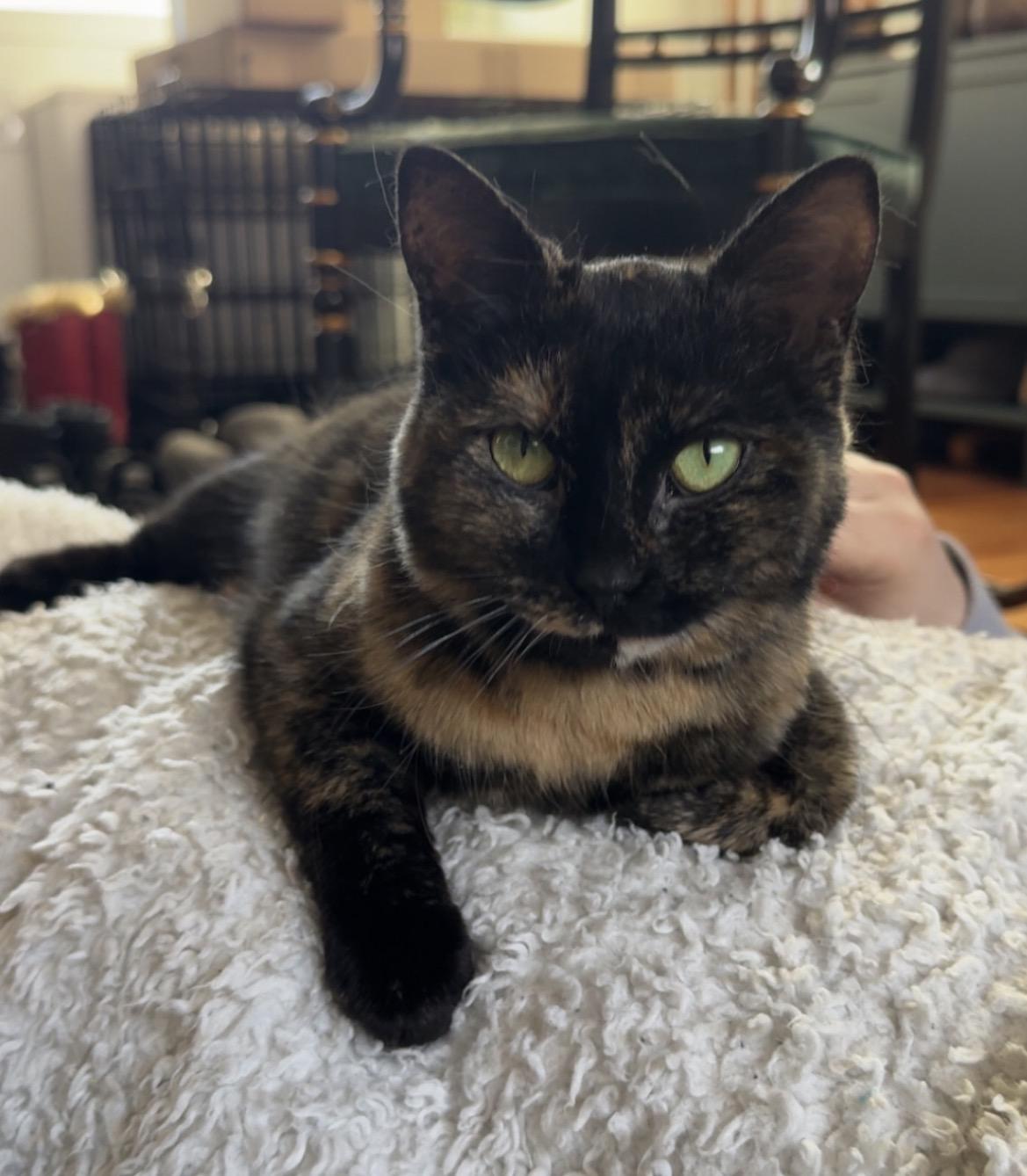 Enlarge Charlotte, a Adoptable Domestic Short Hair in Troy, MI image 3/6