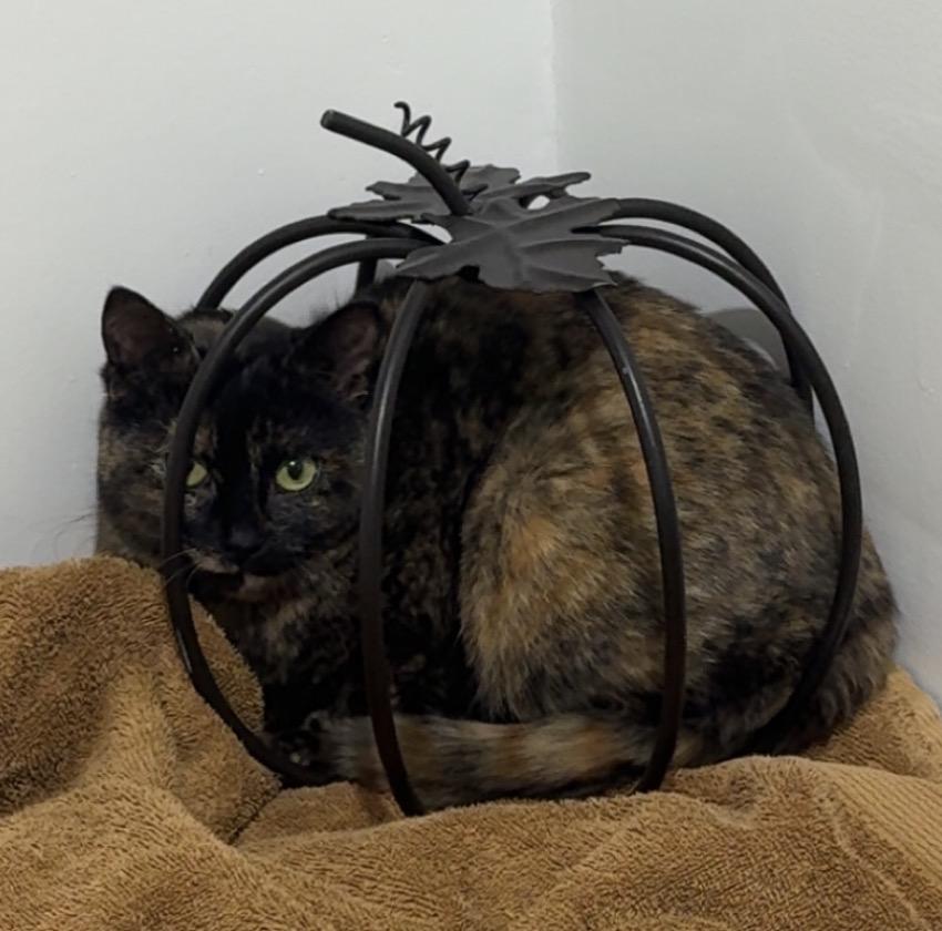 Enlarge Charlotte, a Adoptable Domestic Short Hair in Troy, MI image 5/6