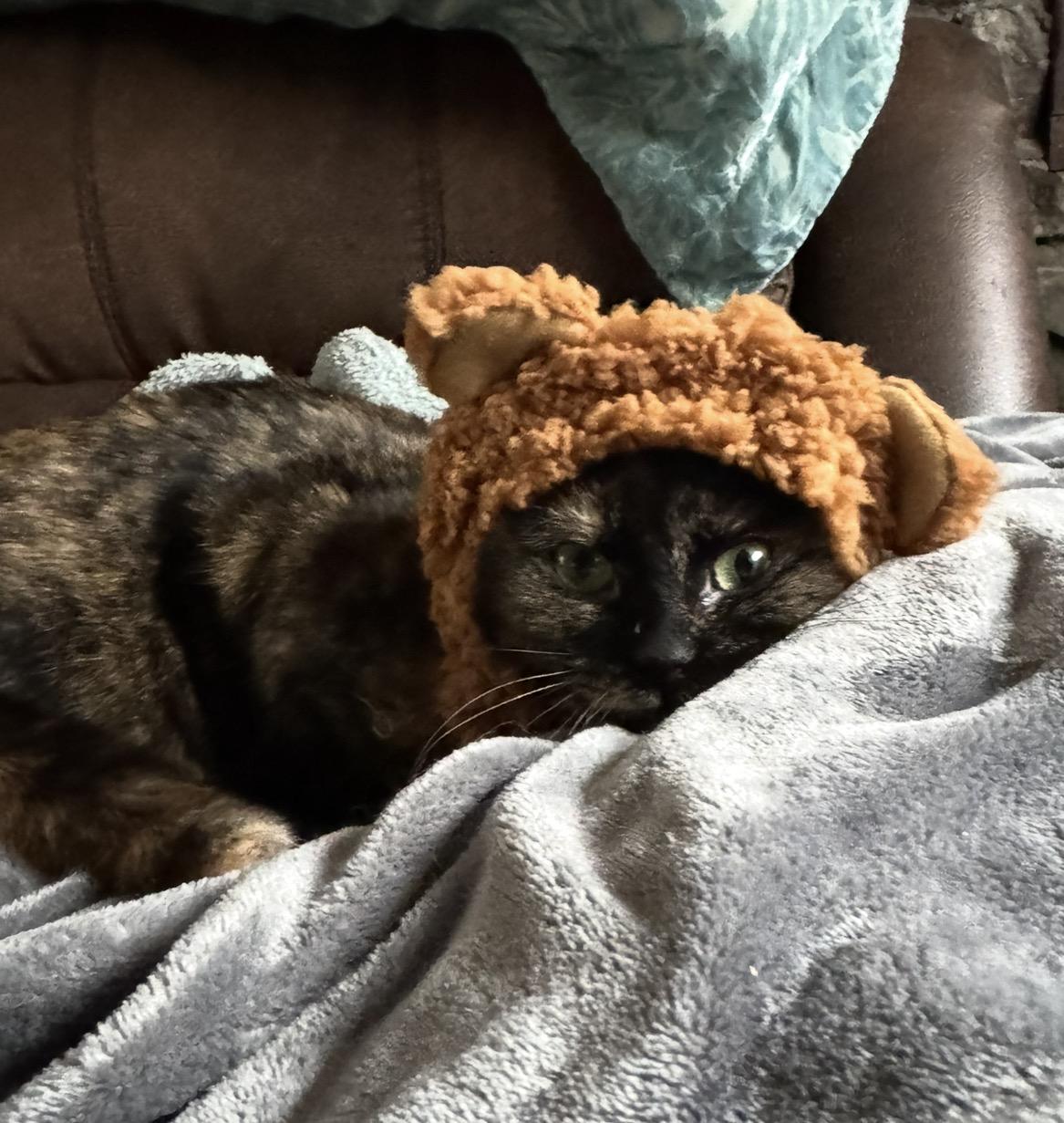 Enlarge Charlotte, a Adoptable Domestic Short Hair in Troy, MI image 4/6