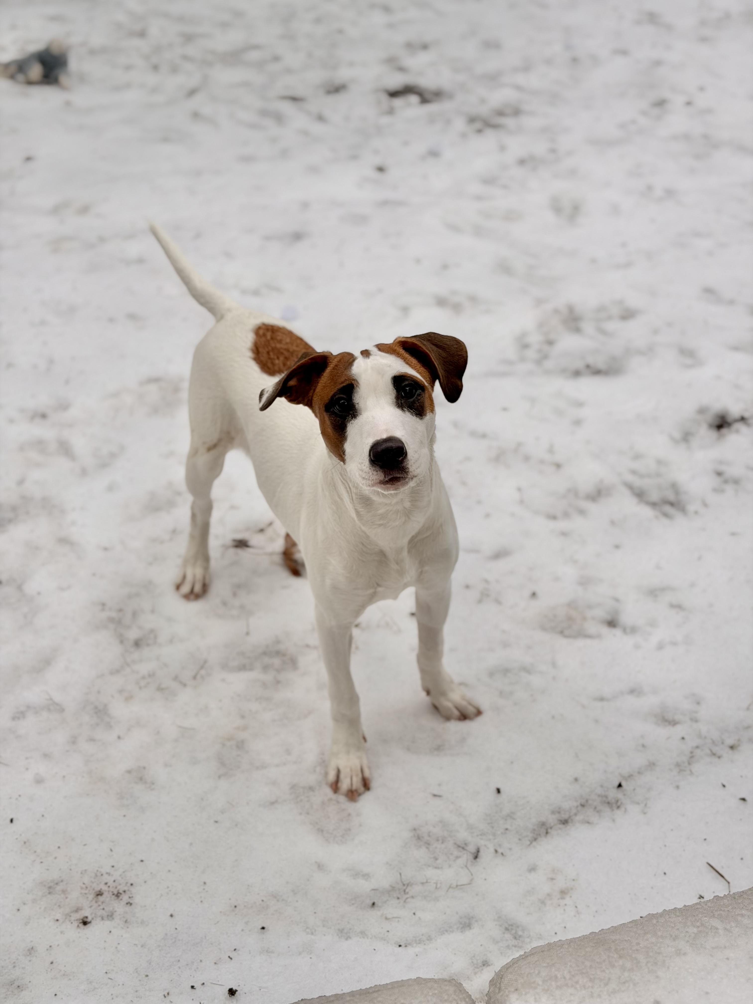 Enlarge Vassy, a ADOPTABLE mixed breed in Austin, TX image 5/6