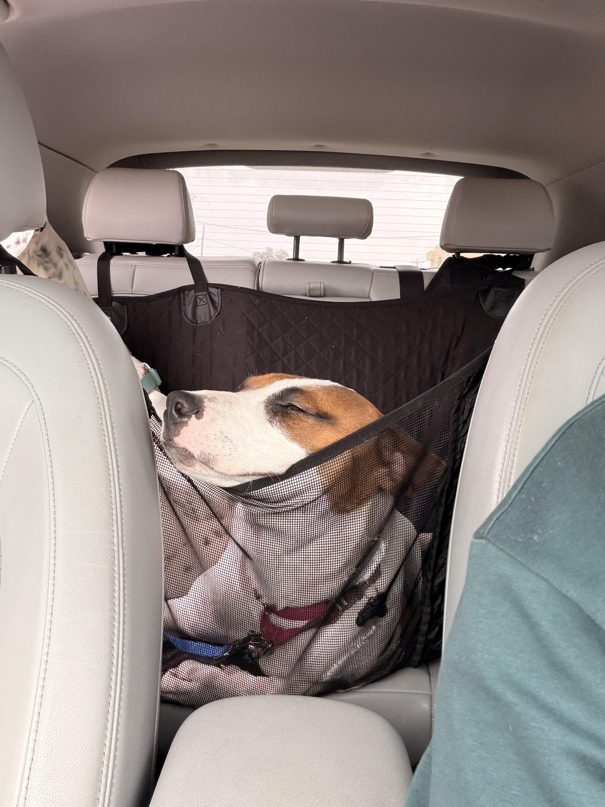 Enlarge Vassy, a ADOPTABLE mixed breed in Austin, TX image 3/6