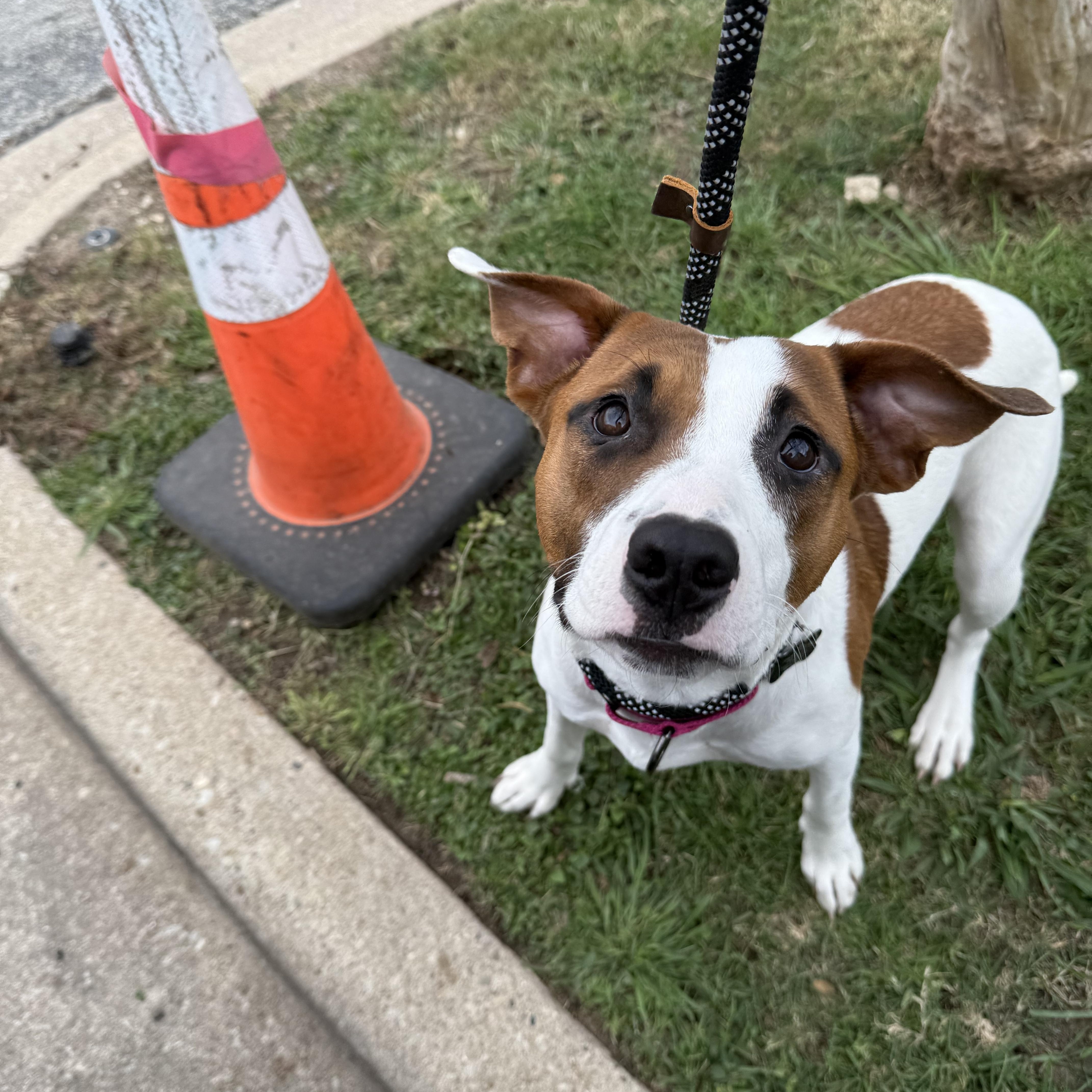 Vassy, ADOPTABLE, Young Female Bull Terrier & Cattle Dog.