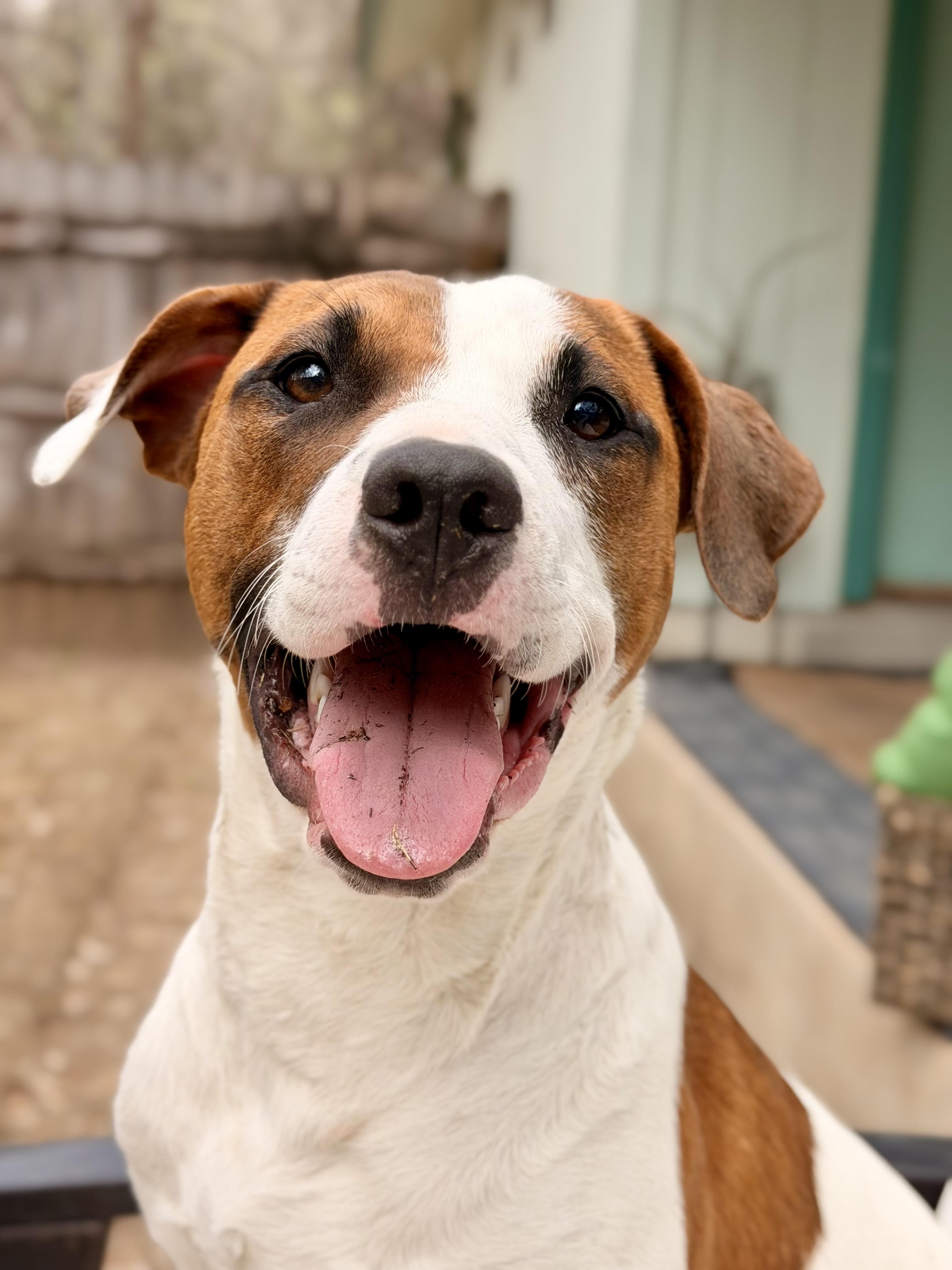 Vassy, a ADOPTABLE mixed breed in Austin, TX image 1/6