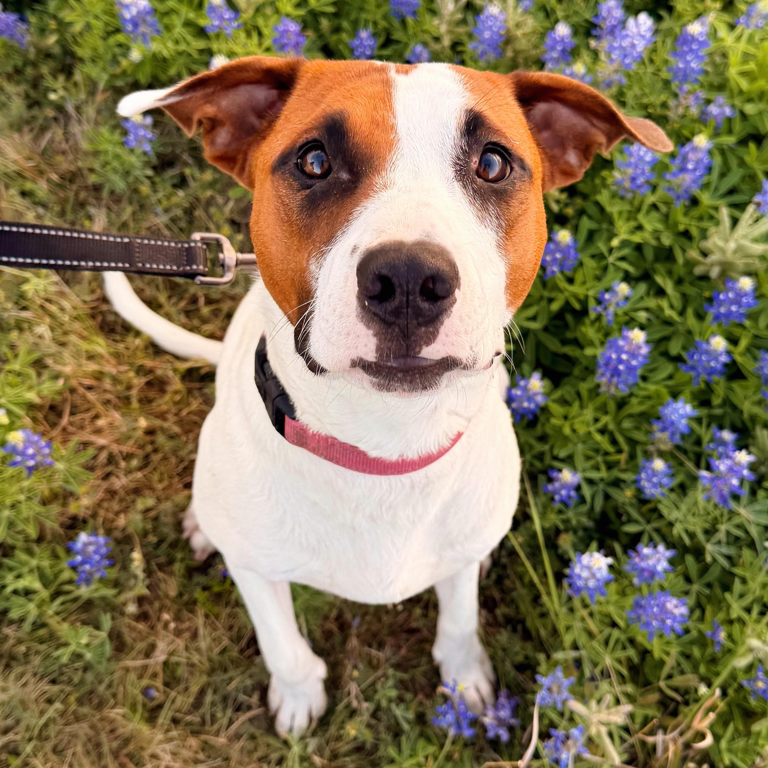 Vassy, a ADOPTABLE mixed breed in Austin, TX image 1/6