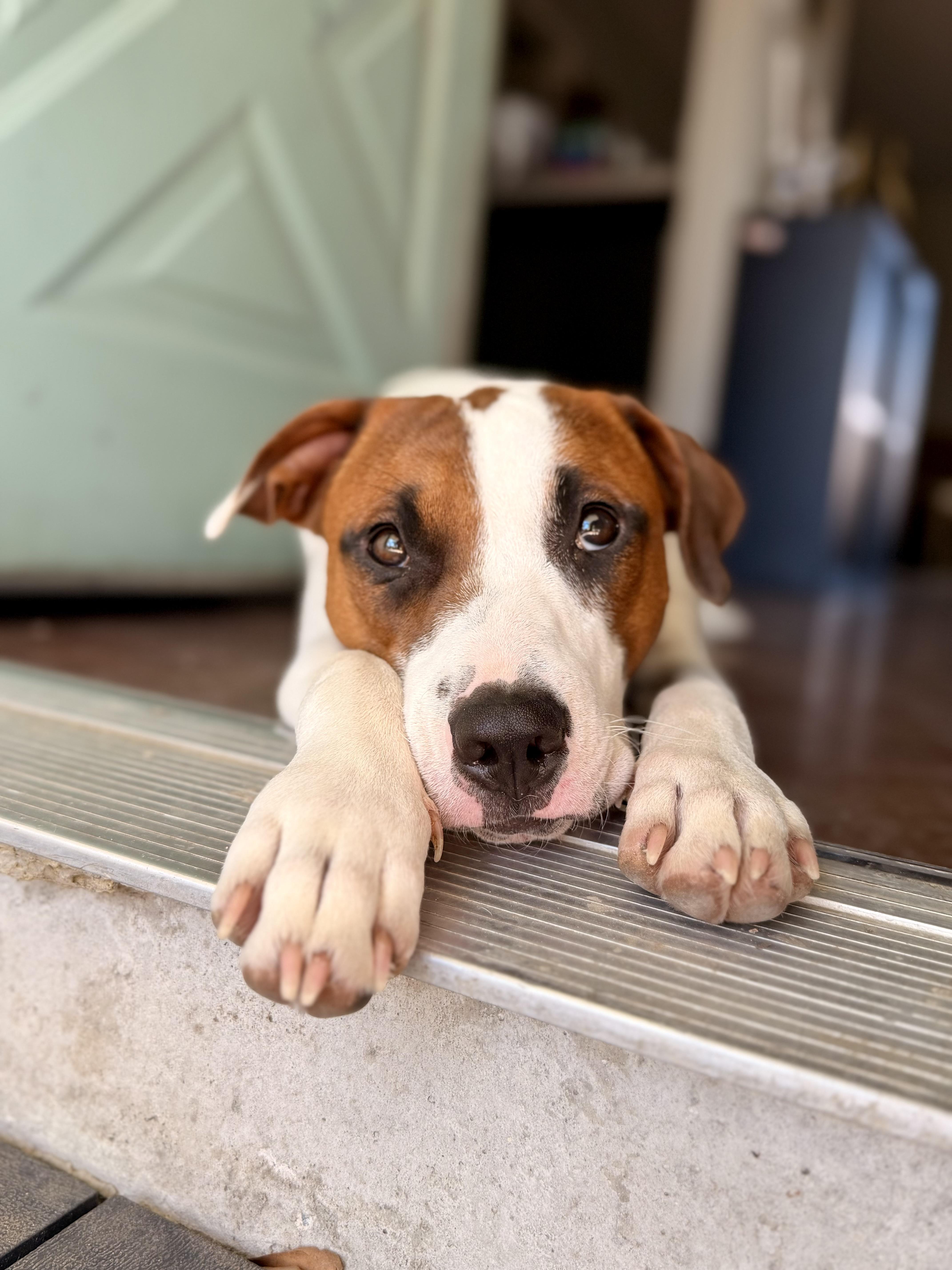 Vassy, a ADOPTABLE mixed breed in Austin, TX image 2/6