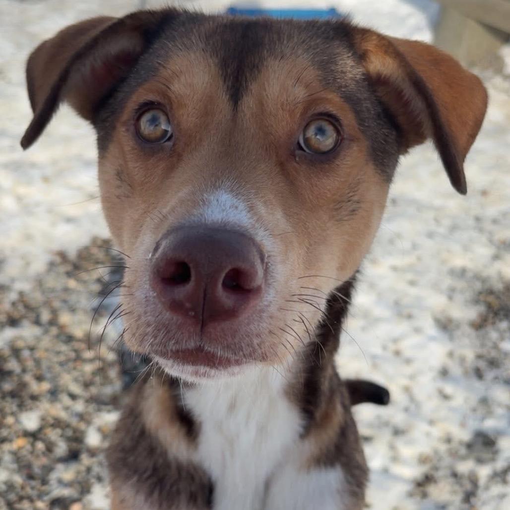 Boyfriend, Adoptable, Adult Male Husky & Labrador Retriever.