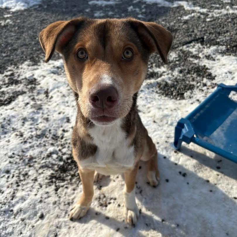 Boyfriend, a Adoptable mixed breed in Binghamton, NY image 3/6