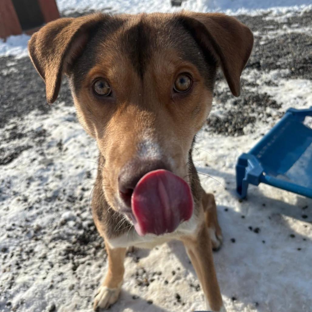 Boyfriend, a Adoptable mixed breed in Binghamton, NY image 5/6
