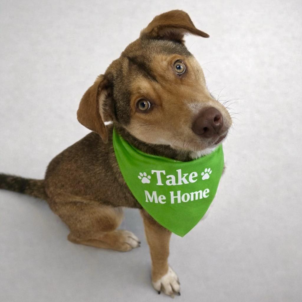 Boyfriend, a Adoptable mixed breed in Binghamton, NY image 6/6