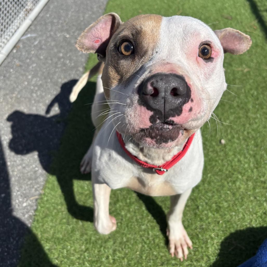 Enlarge Hero, a Adoptable Mixed Breed in Bronson, FL image 1/1