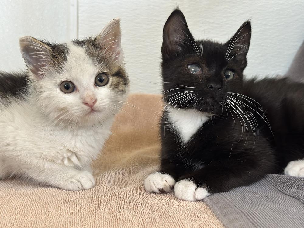 Cora, a Adoptable Domestic Short Hair in Chalfont, PA image 2/5