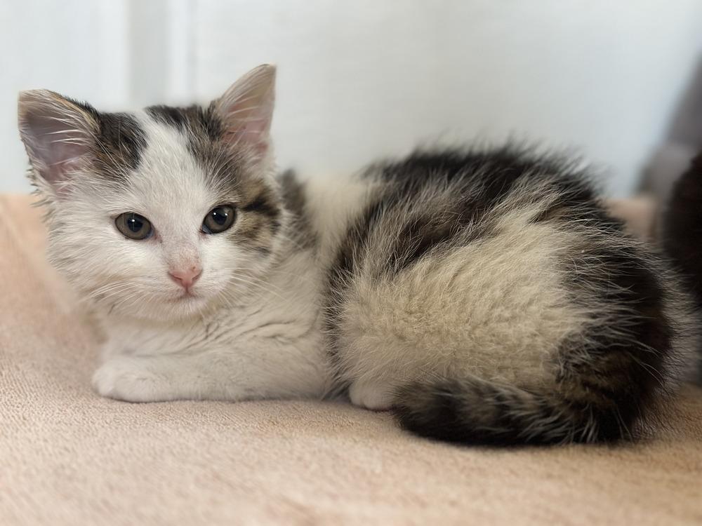 Cora, a Adoptable Domestic Short Hair in Chalfont, PA image 3/5
