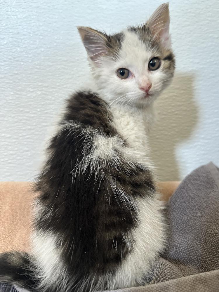 Cora, a Adoptable Domestic Short Hair in Chalfont, PA image 4/5
