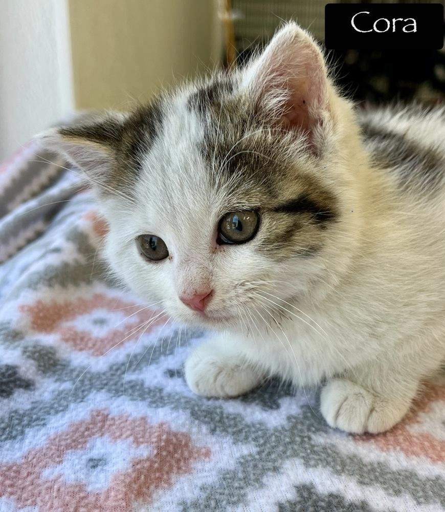 Cora, a Adoptable Domestic Short Hair in Chalfont, PA image 5/5