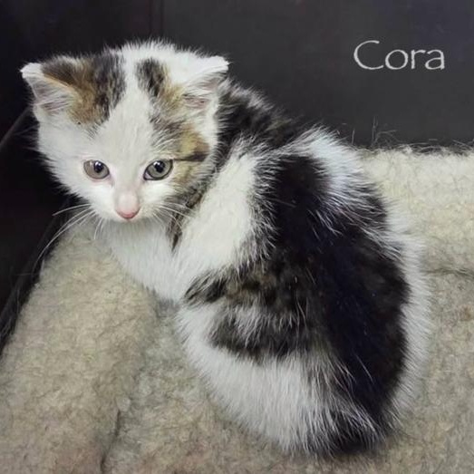 Cora, a Adoptable Domestic Short Hair in Chalfont, PA image 1/5