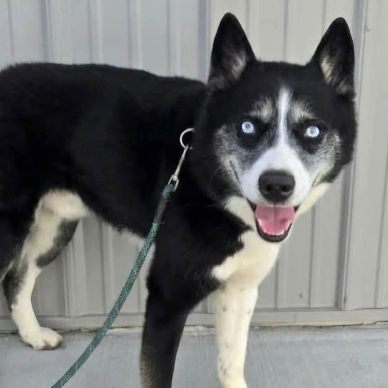 Enlarge Glacier, a Adoptable Husky in Minooka, IL image 2/4