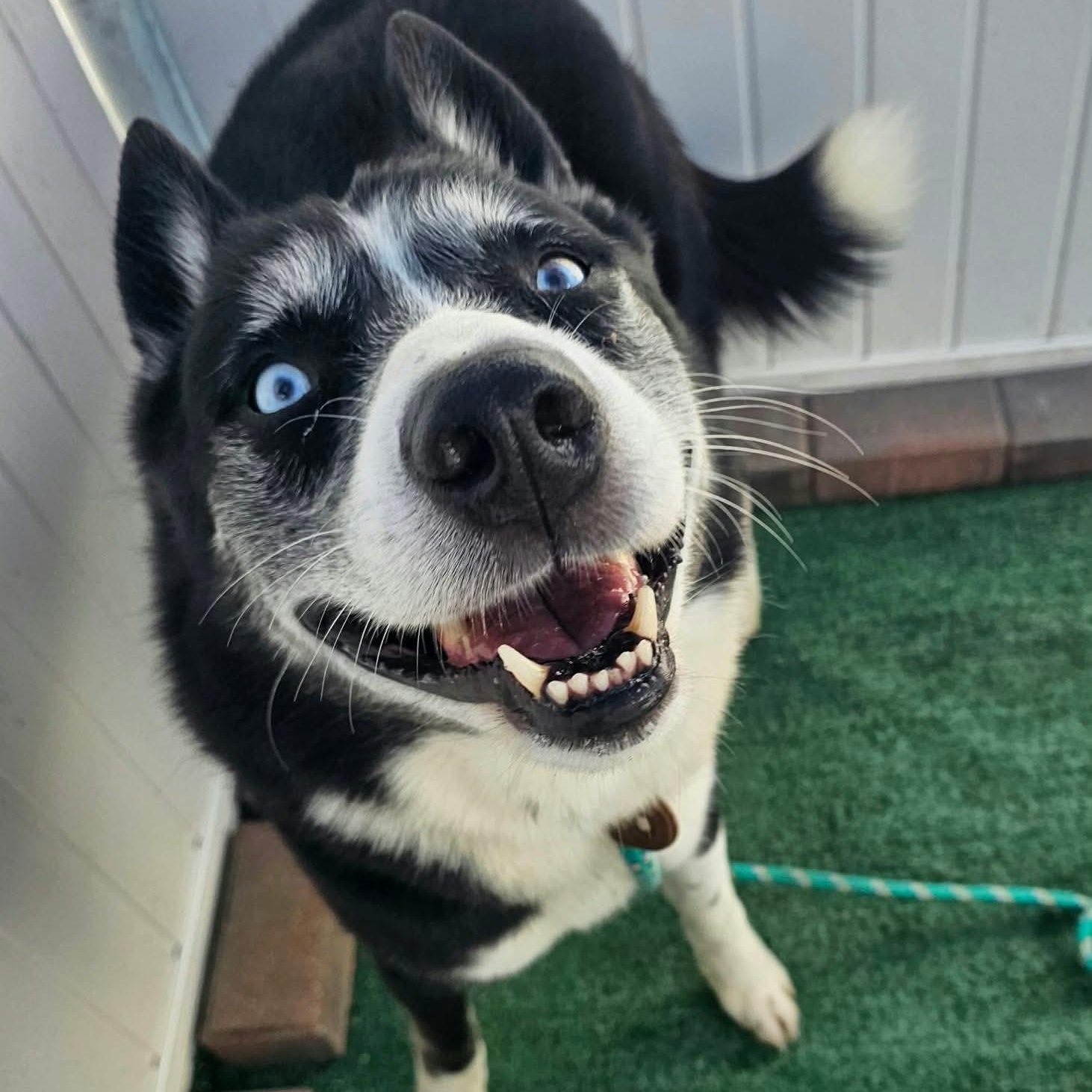 Glacier, Adoptable, Adult Male Husky.