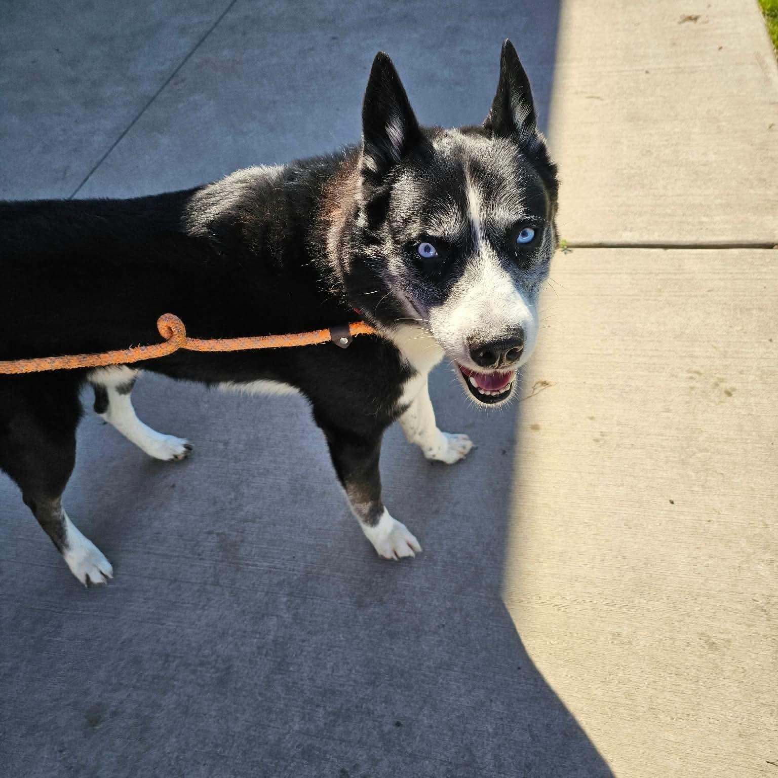 Enlarge Glacier, a Adoptable Husky in Minooka, IL image 4/4