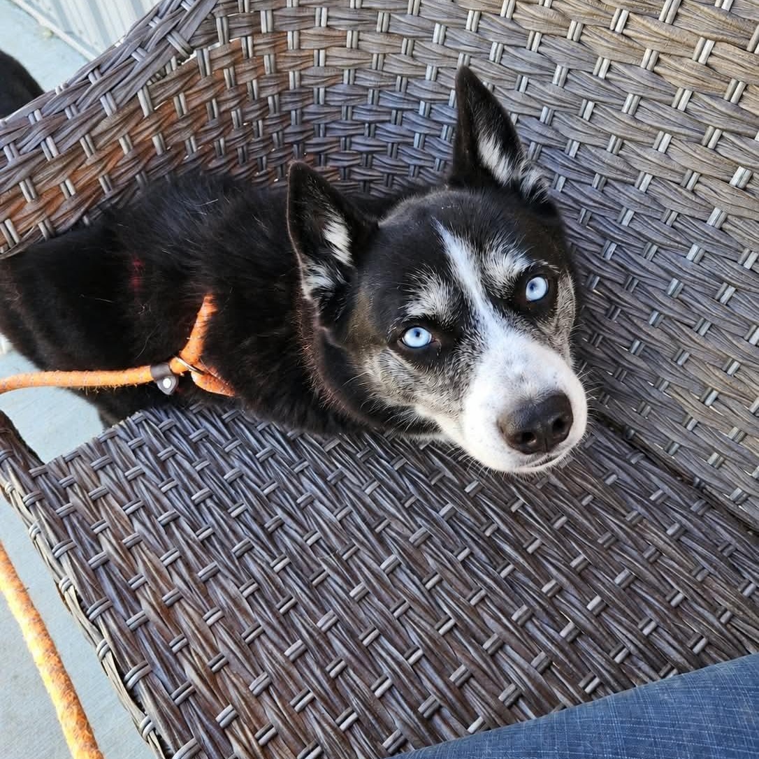 Enlarge Glacier, a Adoptable Husky in Minooka, IL image 3/4