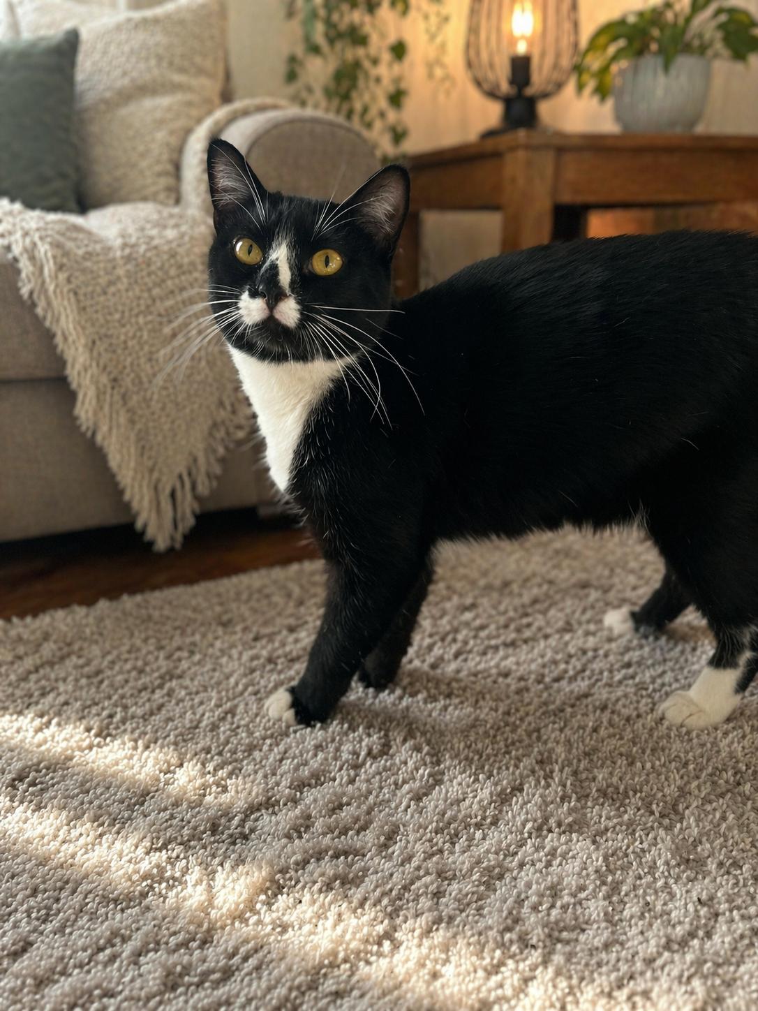 Enlarge Maddie, an adopted Domestic Short Hair in Orange, CA image 2/2
