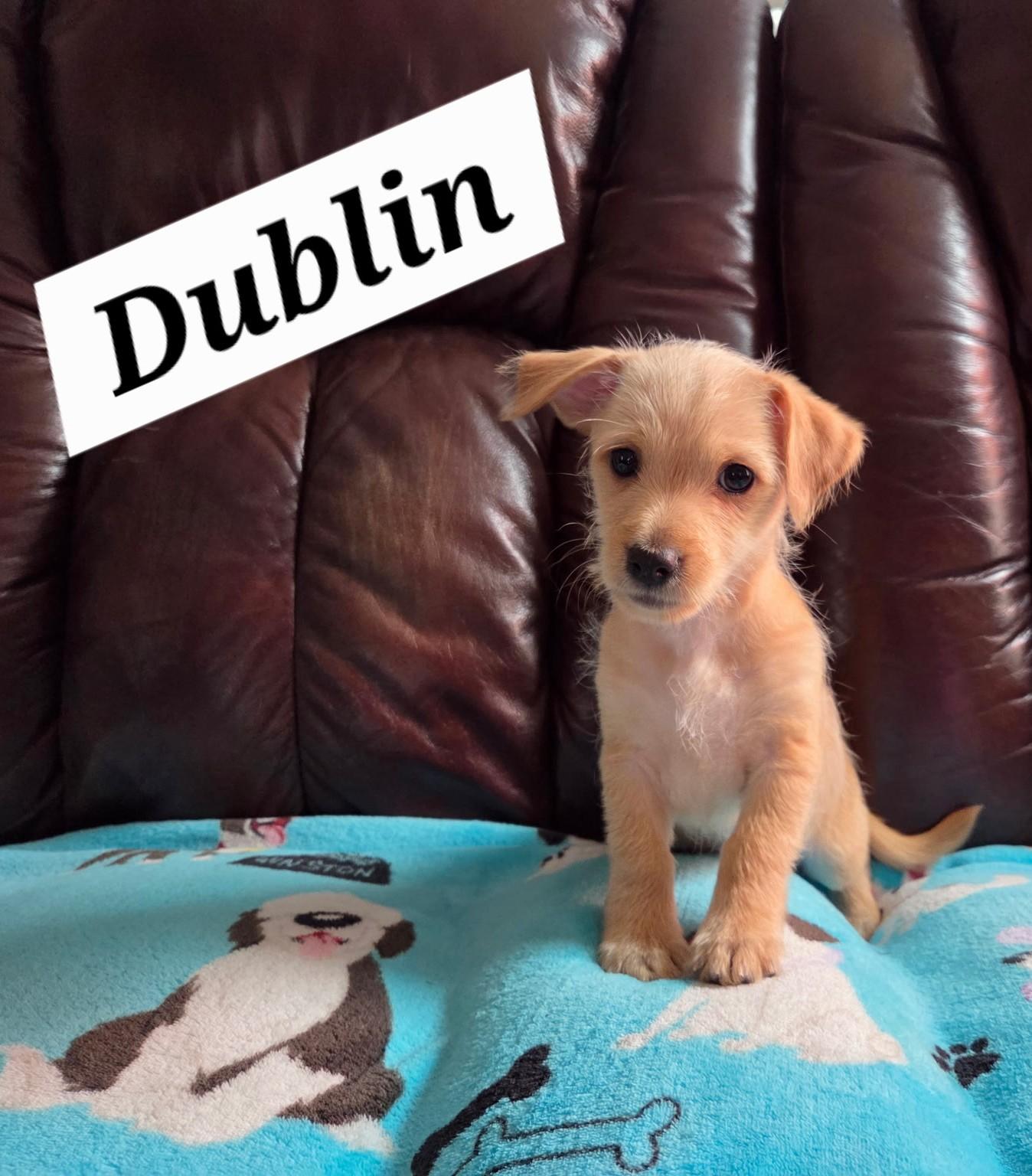 Enlarge Dublin, a Adoptable mixed breed in Oakdale, CA image 1/1