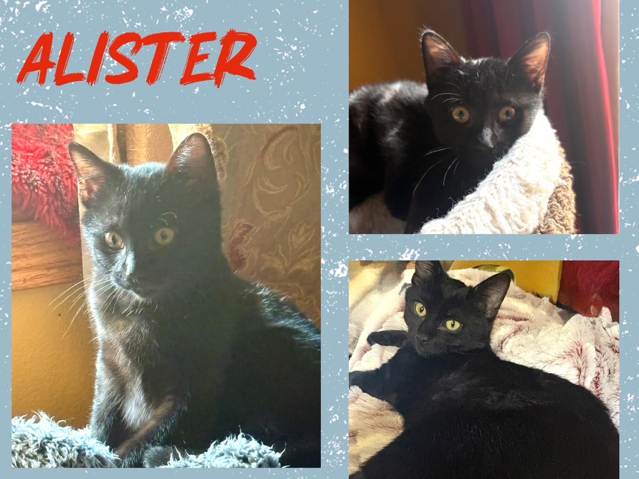 Alister, ADOPTABLE, Young Male Domestic Short Hair.