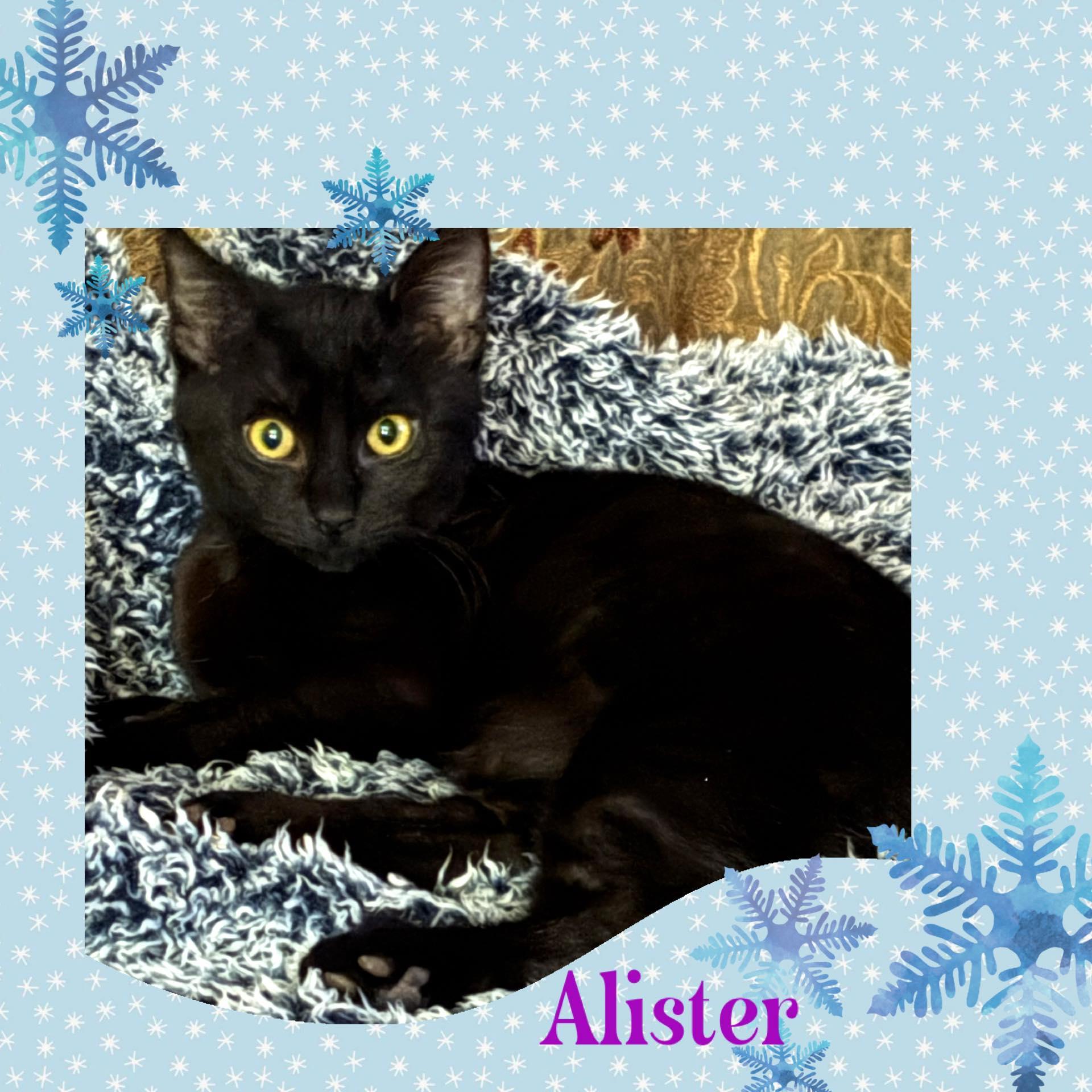 Enlarge Alister, a ADOPTABLE Domestic Short Hair in Kenosha , WI image 2/3