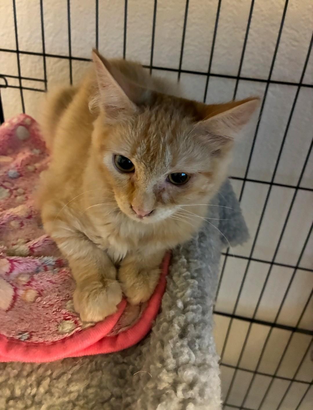Ross, Adoptable, Kitten Female Domestic Medium Hair.