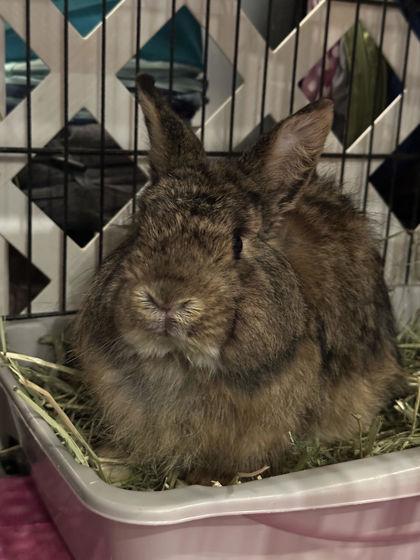 Enlarge Rabbit Downey Jr, a ADOPTABLE mixed breed in Annapolis, MD image 1/1