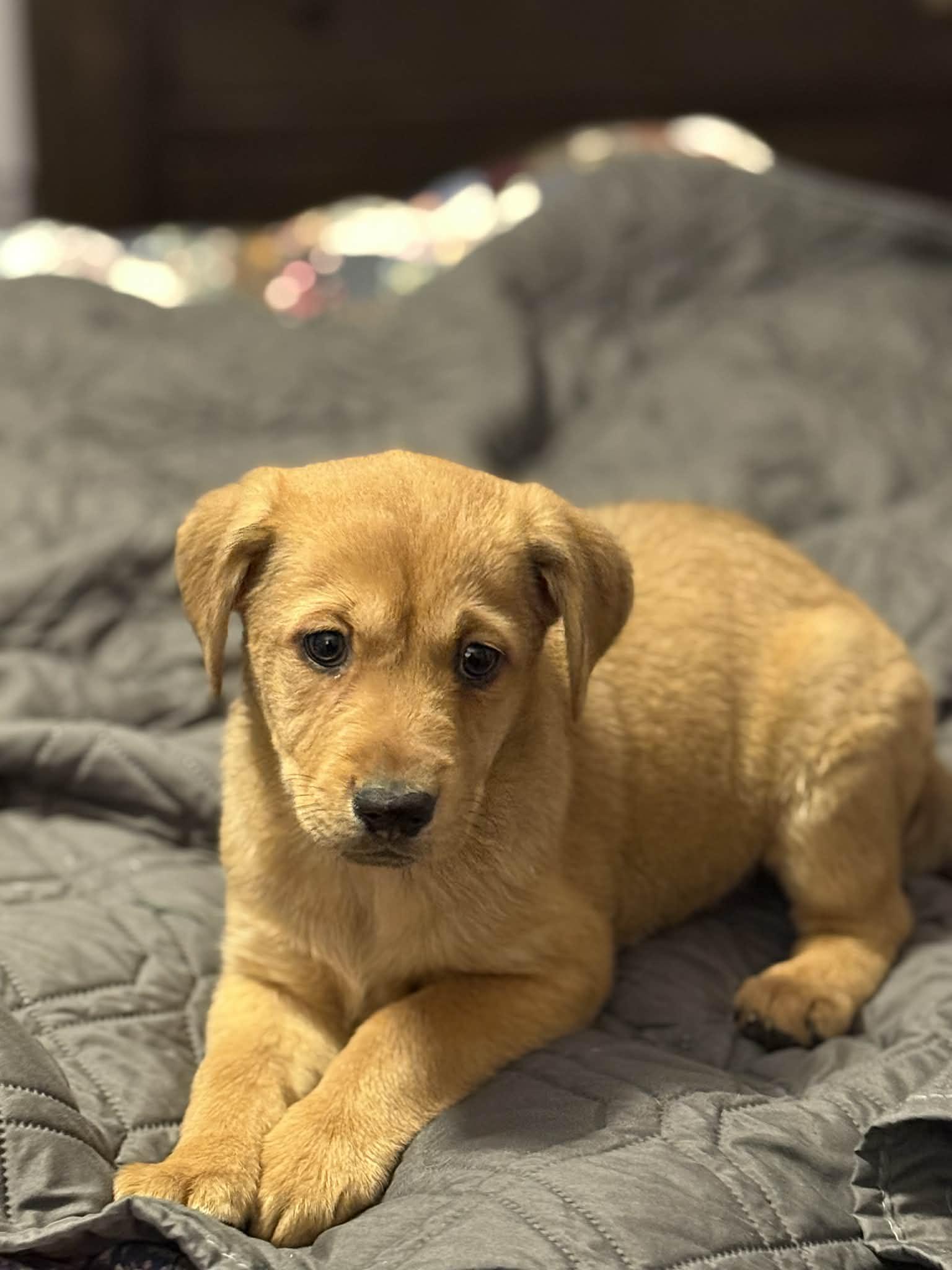 Zane, Adopted, Puppy Male Australian Shepherd.