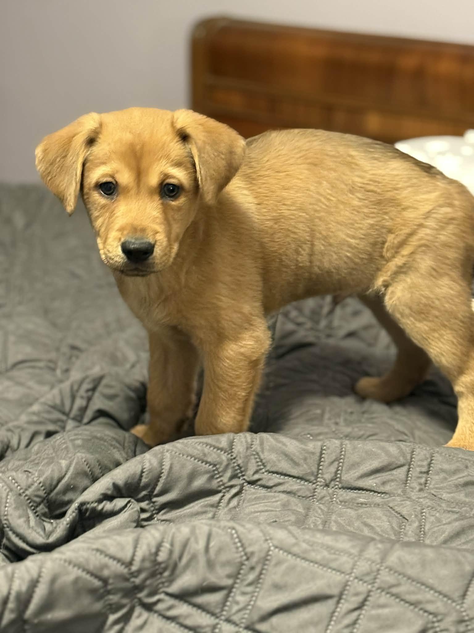 Enlarge Zane, a Adopted Australian Shepherd in Mechanicsburg, PA image 2/3