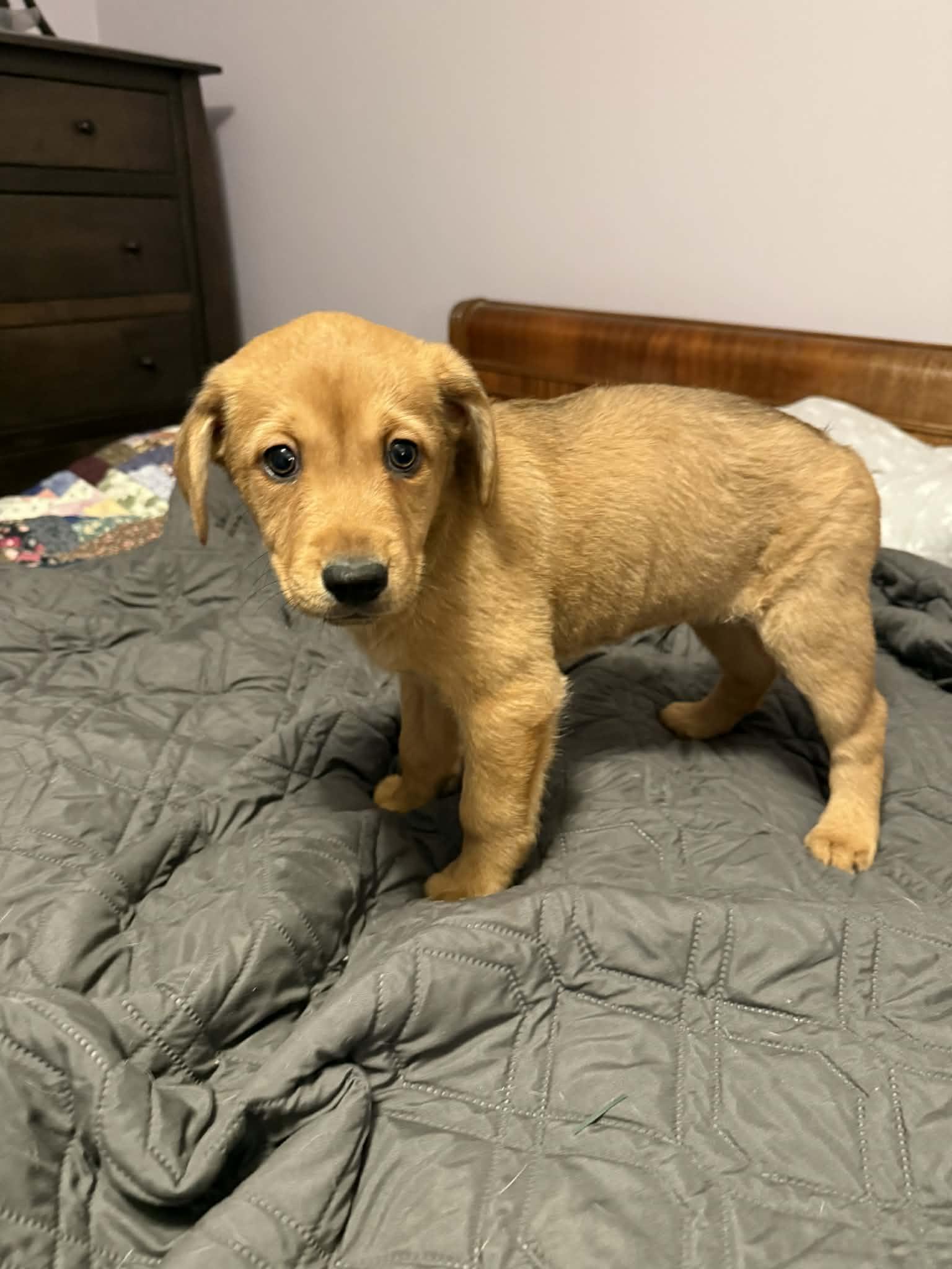 Enlarge Zane, a Adopted Australian Shepherd in Mechanicsburg, PA image 3/3