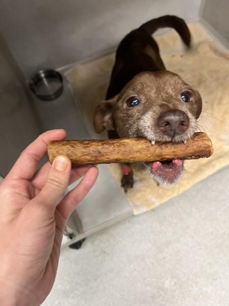 Enlarge Mrs. Hughes, a Adoptable mixed breed in Willington, CT image 4/5