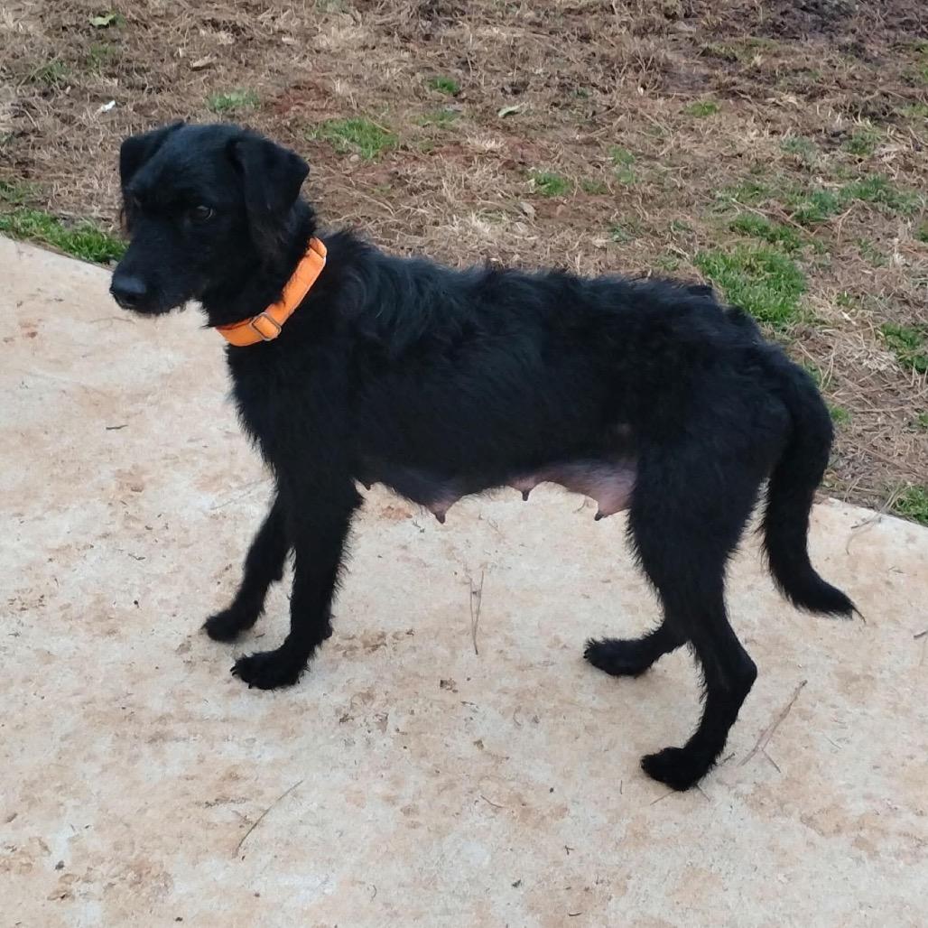 Daenerys thumbnail 3